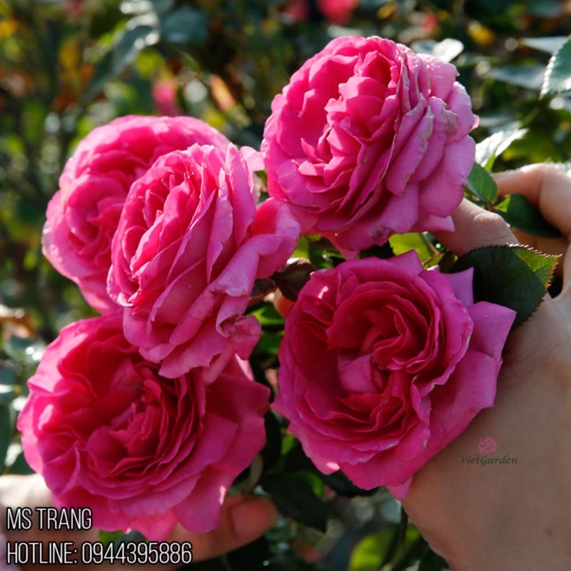 Hoa hồng Bernadette Lafont Rose - hoa thơm, cây bụi, màu hồng nhạt hơn ở thời tiết nóng