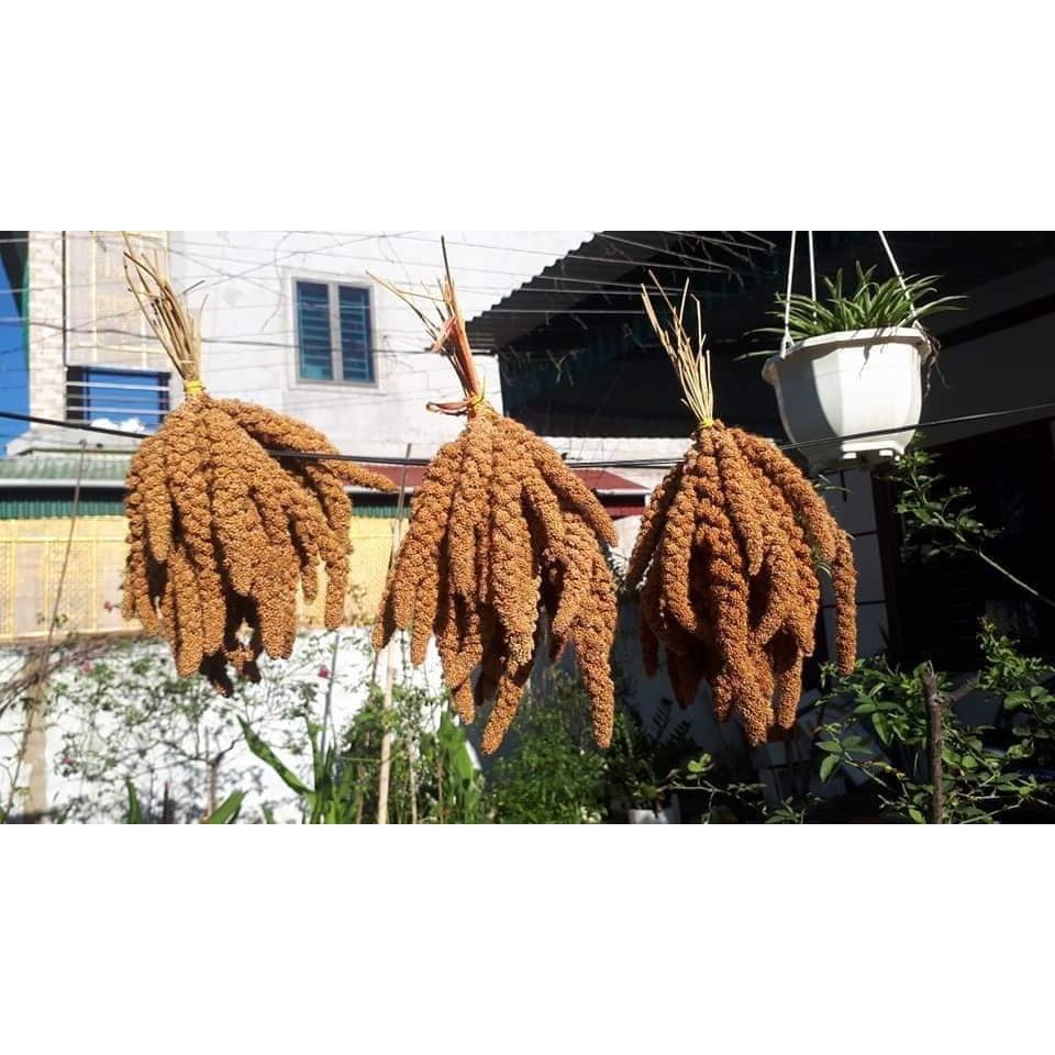 500g Hạt Kê nếp Nghệ An loại 1 không sạn | BigBuy360 - bigbuy360.vn