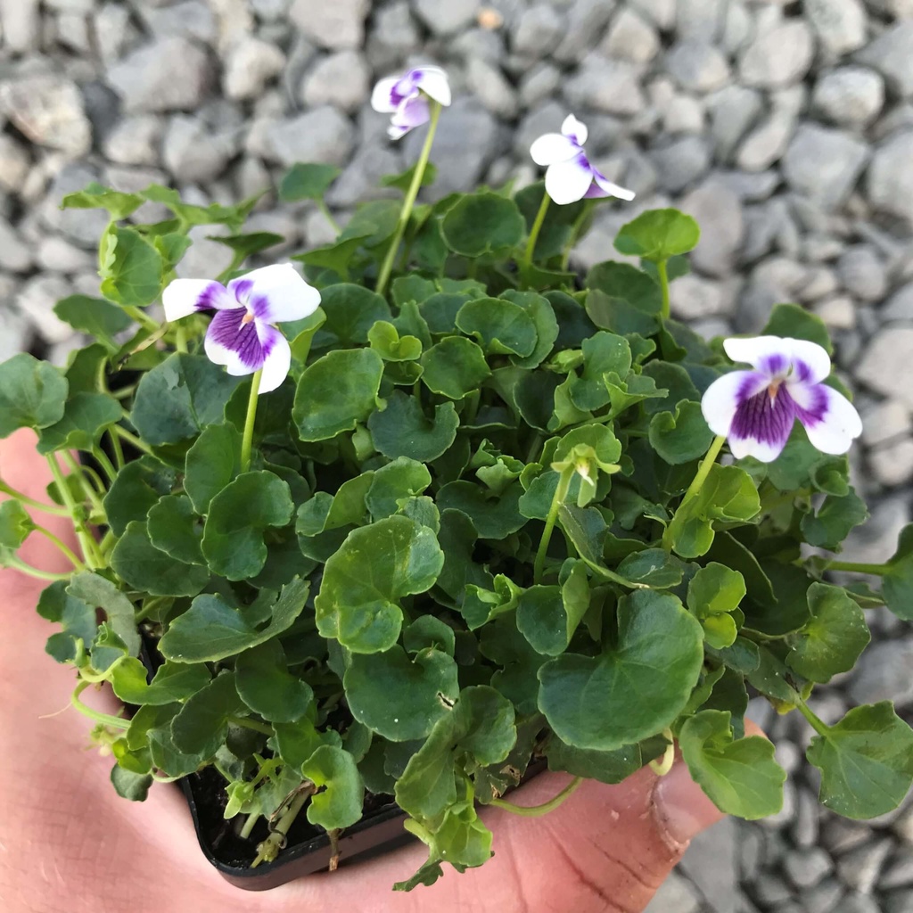 Cây Viola hederacea Native Violet (Bạch Tử Hoa) chậu nhựa 10cm