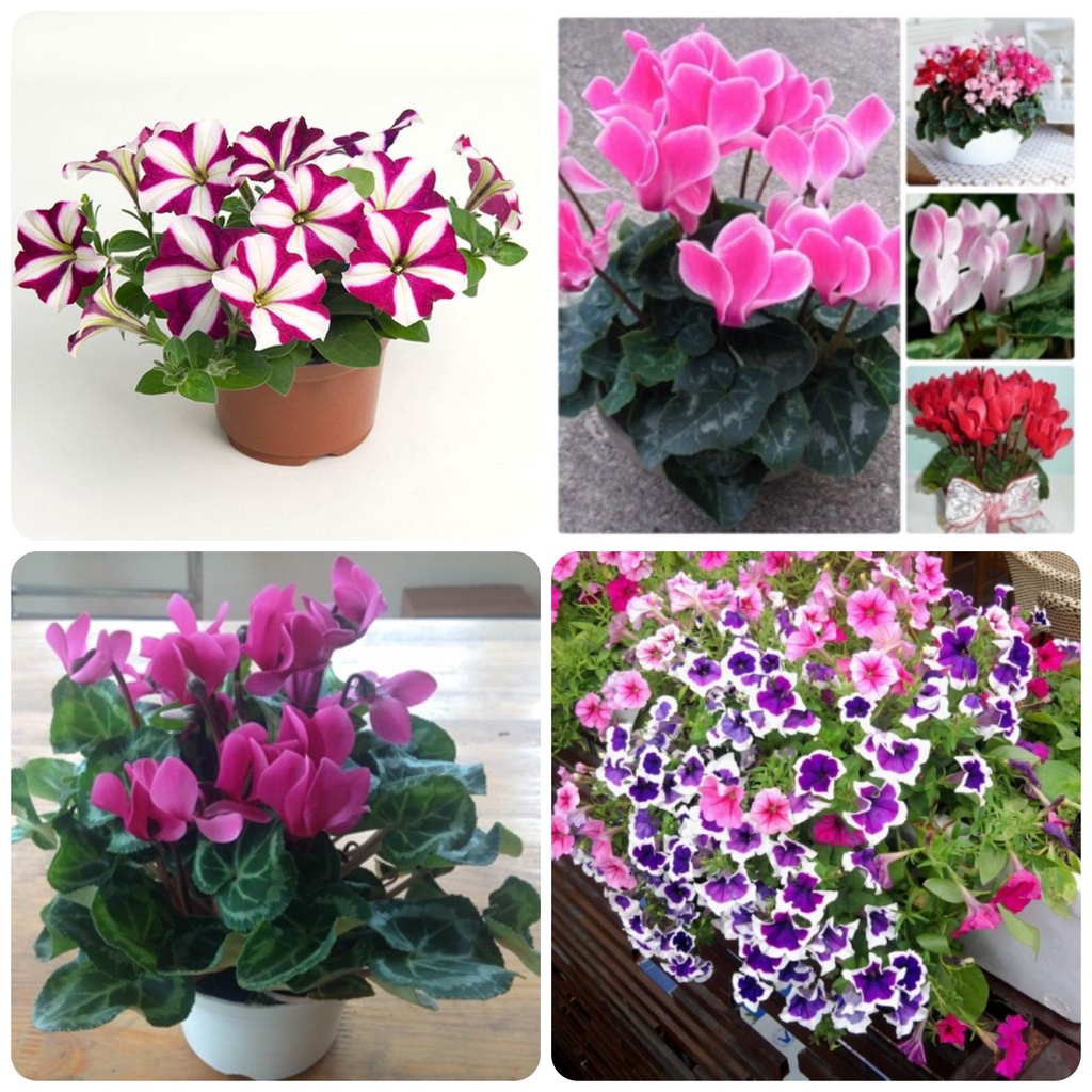 Hạt giống hoa, dạ yến thảo, dạ yên thảo hay hoa dã yên thảo có tên khoa học: Petunia Hybrida