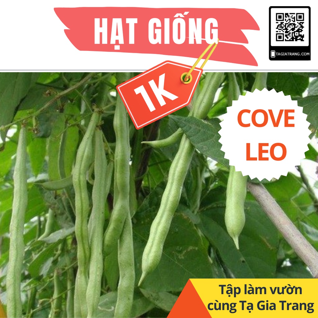 Deal 1K - 5 Hạt giống đậu cove leo (hạt nâu) - Tập làm vườn cùng Tạ Gia Trang