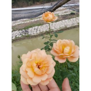 Hồng leo ngoại Lady of Shalott