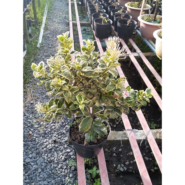 Cây bông trang lá cẩm thạch