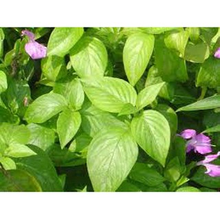 cây giống lá cẩm voi tím