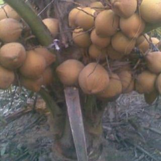 Com bo 5dừa mã lai đỏ
