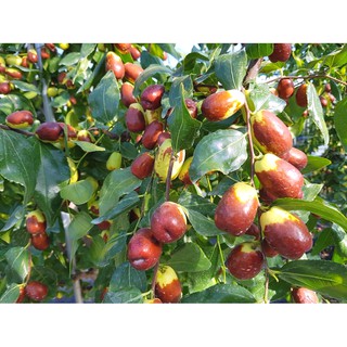 Táo Đỏ Hàn Quốc 1kg