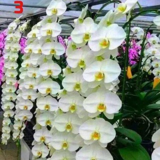 HOA LAN HỒ ĐIỆP GIỐNG