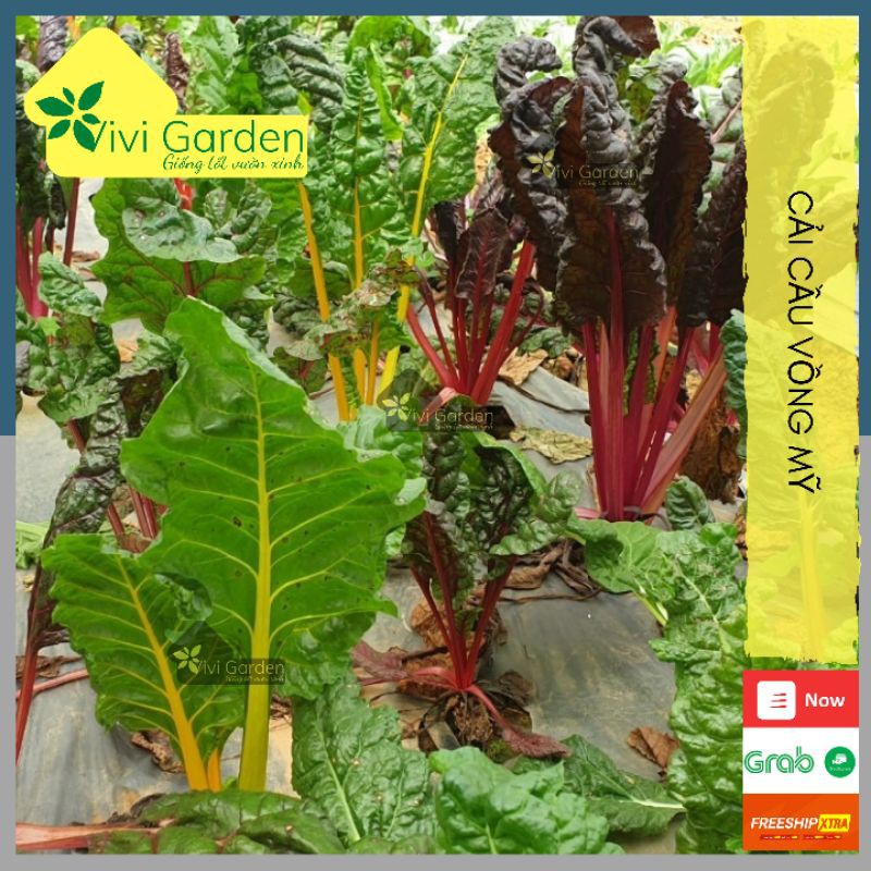 Hũ lẻ 100 hạt giống cải cầu vồng Swiss Chard hữu cơ Johnny Seeds Mỹ màu sáng đặc trưng nhiều màu sắc cây to dễ trồng