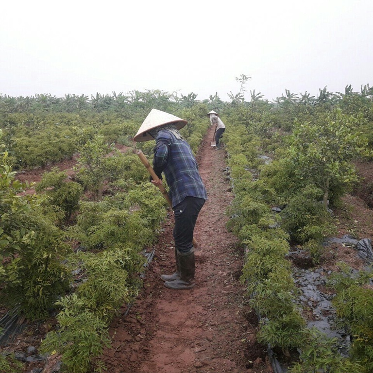 [Mã GROXUAN1 giảm 8% đơn 150K] Trà túi lọc-Trà Đinh Lăng-Hỗ trợ chứng mất ngủ không tác dụng phụ | BigBuy360 - bigbuy360.vn