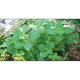 Cây húng chanh trị ho