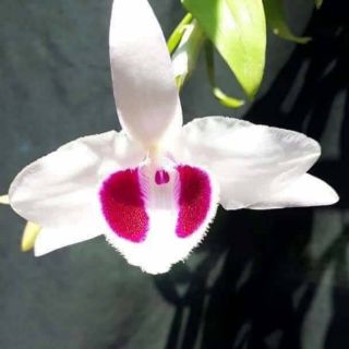 Hoa phong lan - mắt đỏ hòa bình