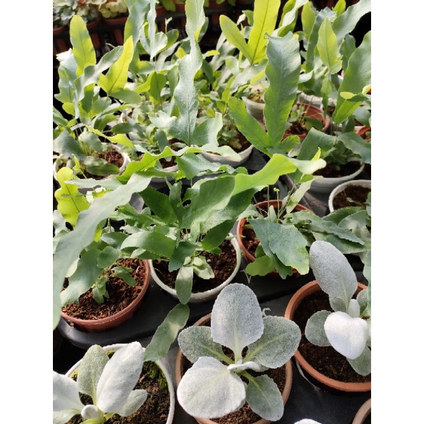 Dương xỉ lá bạc