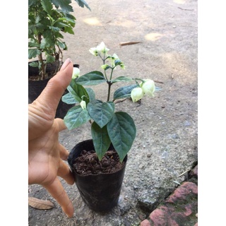 Cây giống hoa Ngọc nữ (rồng phun ngọc)