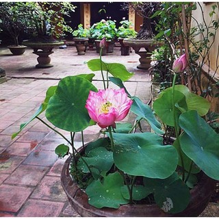 RẺ VÔ ĐỊCH - HẠT GIỐNG SEN CUNG ĐÌNH