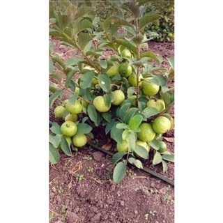 Cây giống ổi lê lùn trồng chậu trái sớm