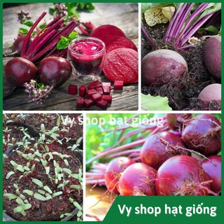 Hạt giống củ dền đỏ cao sản gói 50 hạt