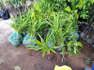 Cây lá dứa ( lá nếp)