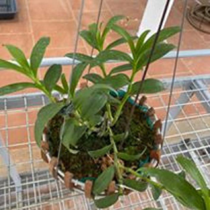 Hoa lan phi điệp -ám lào(cây khỏe,cao 40cm)+ 700g phân thỏ hữu cơ