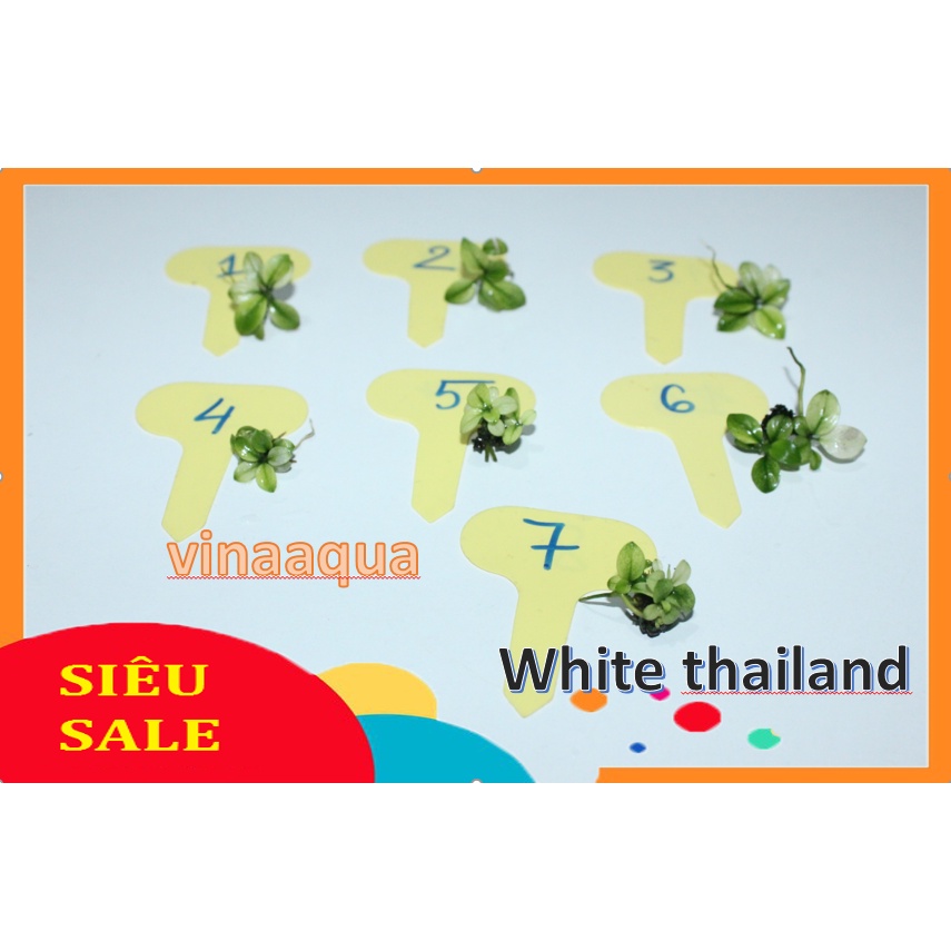 Cây thủy sinh nana White Thailand 1ngọn-hàng cạn-cây thủy sinh dễ chăm .