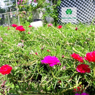 Cây hoa mười giờ nhiều màu
