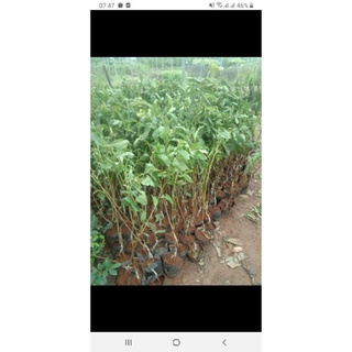 cây giống cherry anh đào