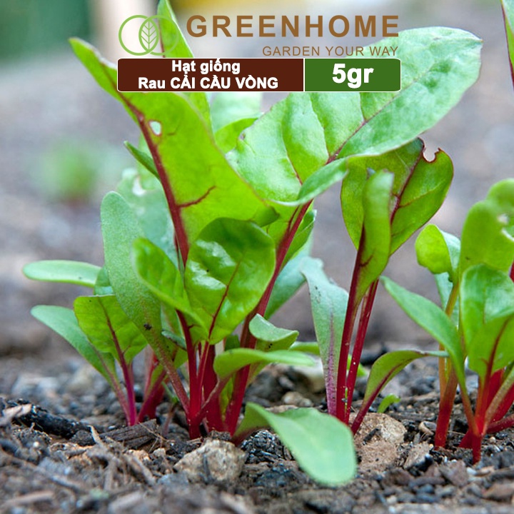 Hạt giống rau Cải cầu vồng Greenhome, gói 5gr, sinh trưởng mạnh, năng suất cao R06