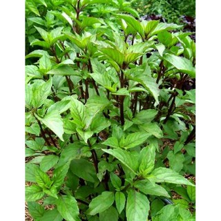 RAU HÚNG QUẾ (HÚNG CHÓ )