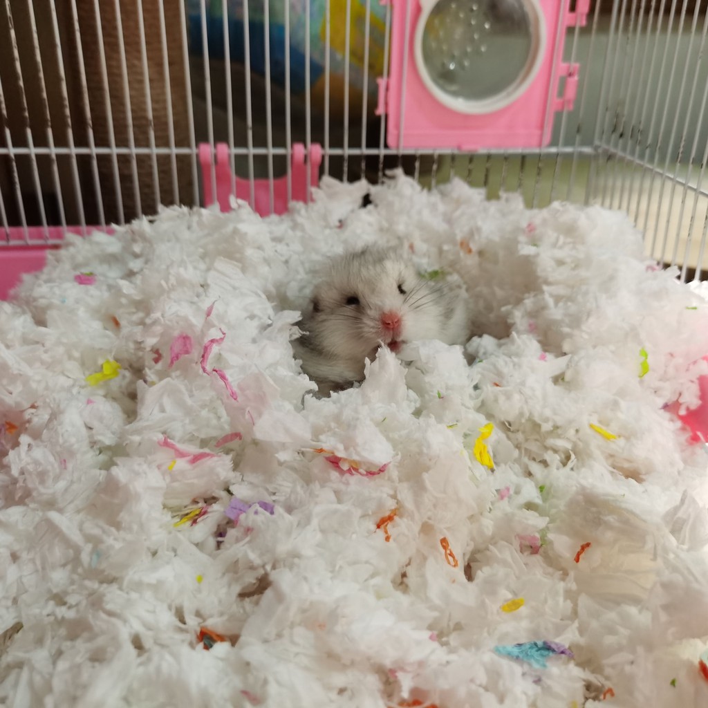 Giấy hamster bông lụa vàng không bụi bẩn gấu khử mùi mùn cưa màu lót vật dụng ấm mùa đông