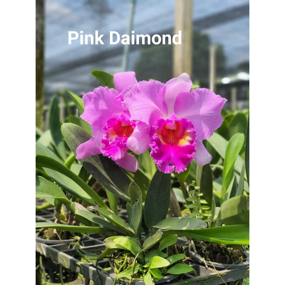 Hoa lan Cattleya- PINK DAIMOND