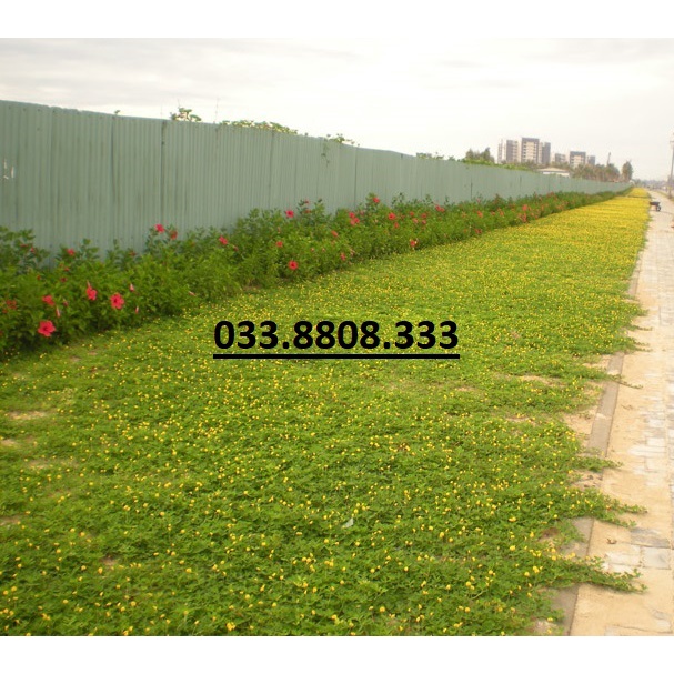 Hạt Giống Cỏ Lạc Dại – Cỏ Thảm Cảnh - Cỏ Đậu Phộng (gói 100g hạt)