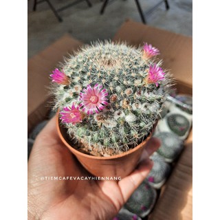 Xương rồng bánh sinh nhật
