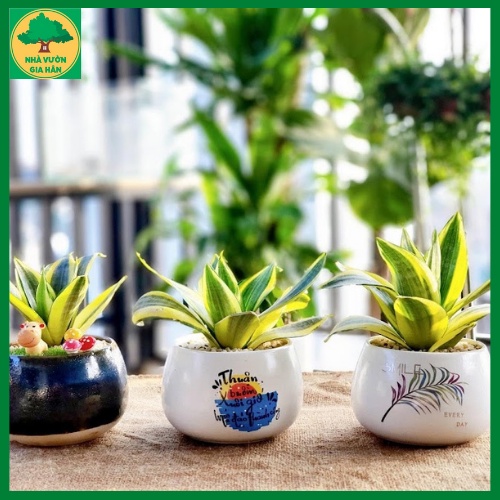 Cây lưỡi hổ vàng Hahnii, size Mini để bàn phong thủy, thanh lọc không khí, cây lọc khí độc, tặng phân bón