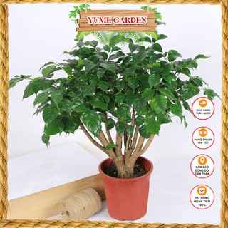 Cây cảnh hạnh phúc trang trí nhà đẹp