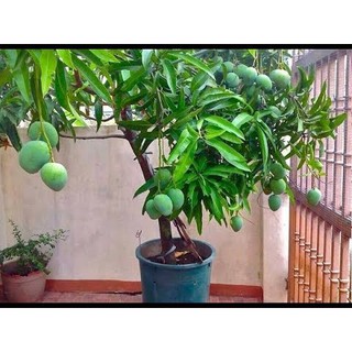 Cây giống Xoài Tứ Quý. ( Cho trái quanh năm)