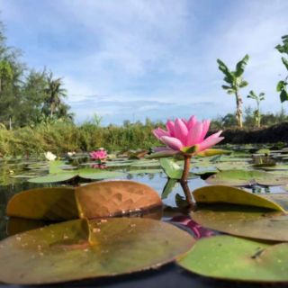 Củ hoa súng kép đẹp hoa nhỏ mini