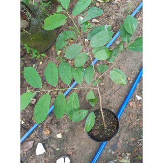 cây giống na dứa đài loan cao 50cm