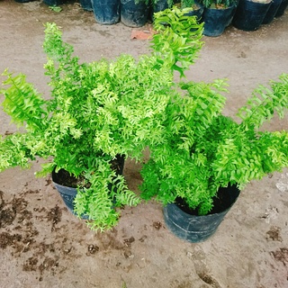 Cây Dương Xỉ Đuôi Tôm - cây cảnh để bàn