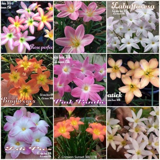 Huệ mưa ngoại cobo 9 loại lan khác loại