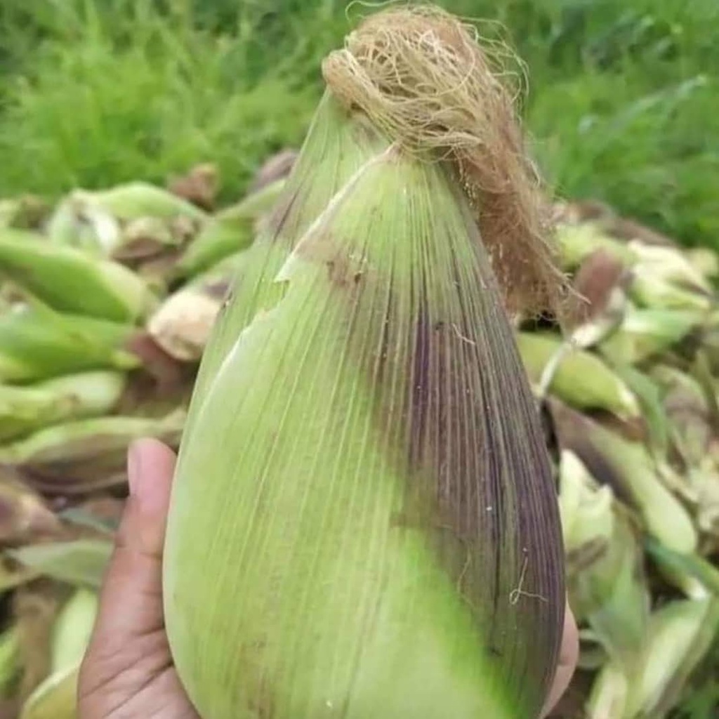 Hạt giống bắp nù sữa F1 gói 1 kg chính hãng