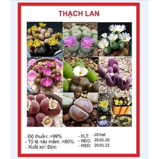 Hạt giống hoa đá sống thạch lan nhiều màu 20 hạt - Kèm 3 viên nén kích thích hạt nảy mầm - HGT1