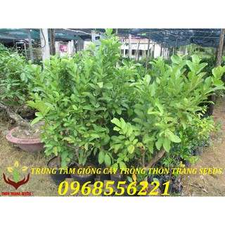 Ổi đài loan chậu to