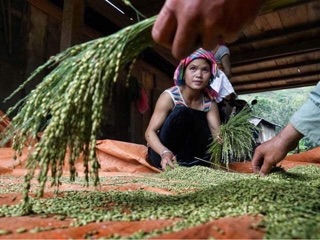500GRAM CỐM KHÔ TÚ LỆ (ĐẶC SẢN YÊN BÁI)