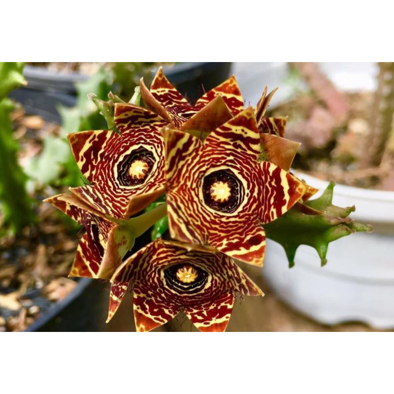 Sao biển hoa chùm Caralluma Crenulata