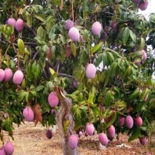 CÂY XOÀI THÁI TÍM