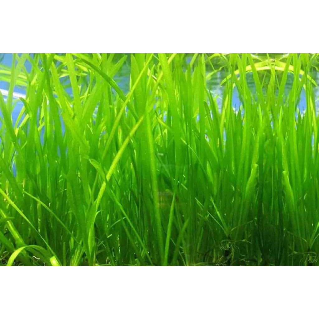 cây hẹ thẳng thủy sinh  || dễ trồng không co2 - 10 cây