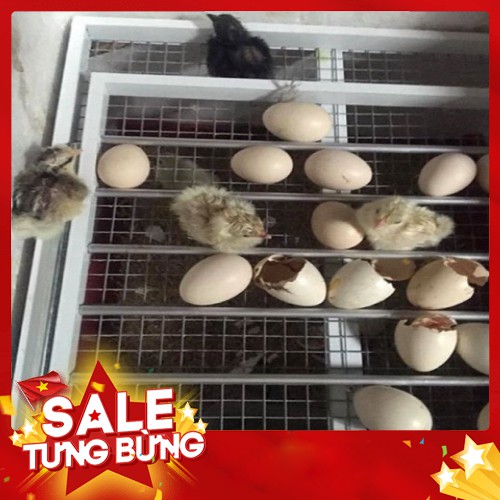 [ GIẢM GIÁ ] Máy Ấp Trứng Đảo Tự Động 56 Trứng - Máy Ấp Trứng Ánh Dương Loại Mới