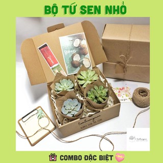BỘ TỨ SEN NHỎ - COMBO SEN ĐÁ KHÁC LOẠI - QUÀ TẶNG ĐẶC BIỆT - TIỂU CẢNH MIX