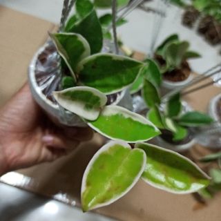 Lan cẩm cù ngọc thạch