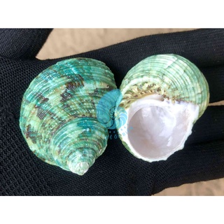 3 VỎ ỐC DỖ XANH - VỎ ỐC VỖ XANH - MẶT TRĂNG XANH - XÀ CỪ XANH. Trang trí nhà cửa, bàn làm việc, bể cá cảnh, quà lưu niệm