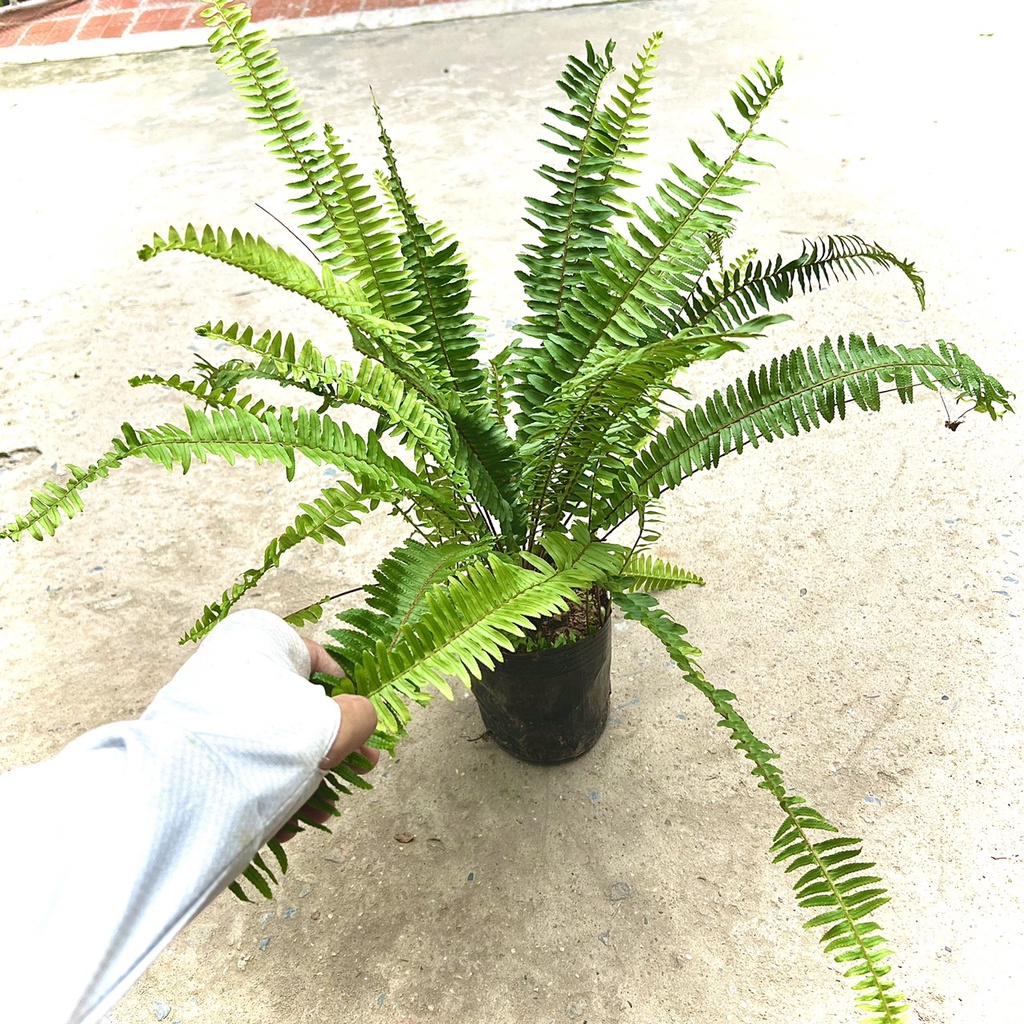 Cây dương sỉ cảnh size trung (ảnh thật).